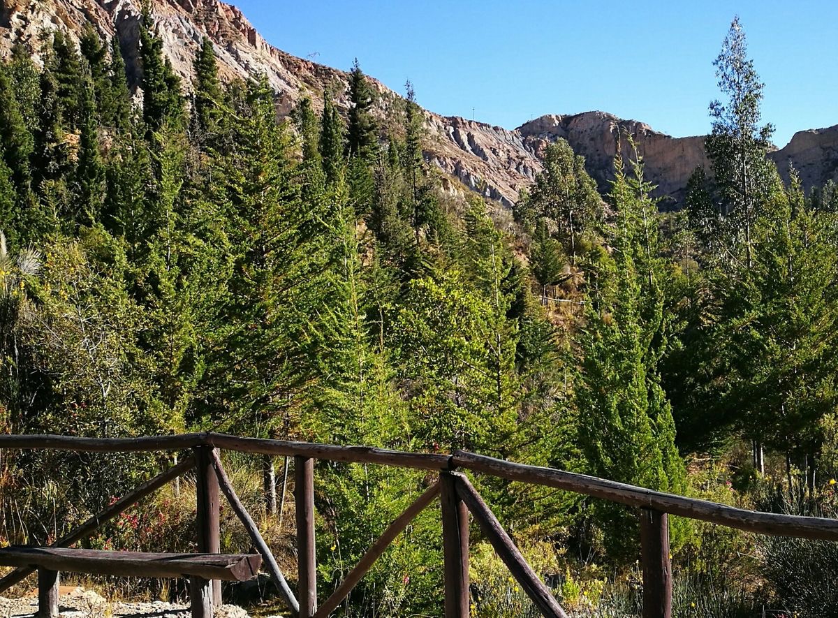 Bosquesillo de Auquisamaña