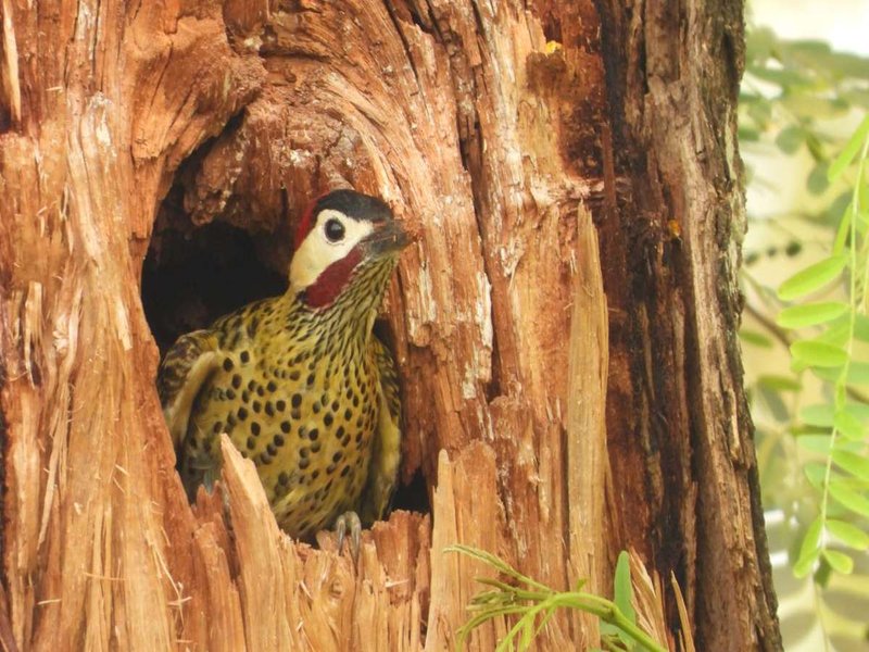 Parque Urbano Guapillo
