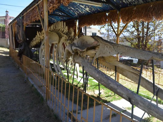 Museo de Historia Natural Noel Kempff Mercado