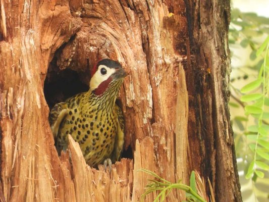 Parque Urbano Guapillo
